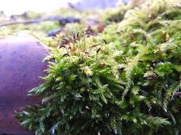 Attēlu rezultāti vaicājumam “Brachythecium rutabulum sporophyte”
