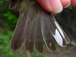 Image result for Dendroica tigrina