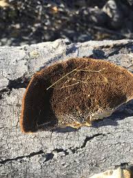 Attēlu rezultāti vaicājumam “Coriolopsis trogii”