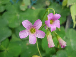 Attēlu rezultāti vaicājumam “Oxalis acetosella flower”