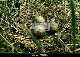 Attēlu rezultāti vaicājumam “Larus argentatus nest”