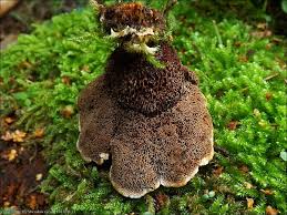 Attēlu rezultāti vaicājumam “Onnia triquetra”