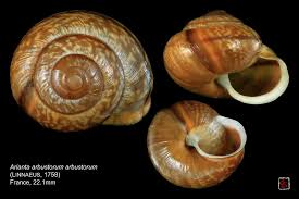 Attēlu rezultāti vaicājumam “Arianta arbustorum”