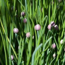 Attēlu rezultāti vaicājumam “Allium schoenoprasum bud”