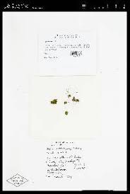 Attēlu rezultāti vaicājumam “Bryum rubens”