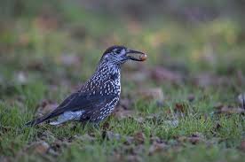 Image result for Nucifraga caryocatactes