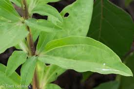 Attēlu rezultāti vaicājumam “Saponaria officinalis leaf”