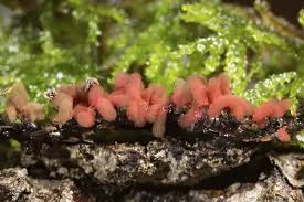 Attēlu rezultāti vaicājumam “Arcyria denudata”