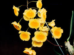 Attēlu rezultāti vaicājumam “Didymium aggregatum”