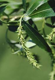 Attēlu rezultāti vaicājumam “Salix triandra”