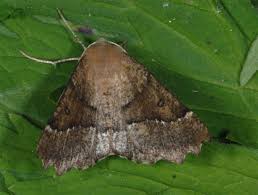 Attēlu rezultāti vaicājumam “Odontopera bidentata”