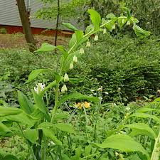 Attēlu rezultāti vaicājumam “Polygonatum multiflorum  leaf”