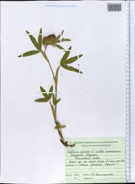 Attēlu rezultāti vaicājumam “Trifolium alpestre”