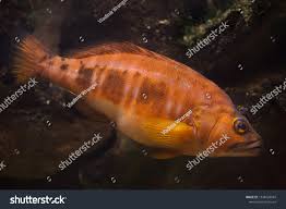 Image result for Serranus atricauda