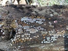 Attēlu rezultāti vaicājumam “Xylobolus frustulatus”