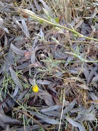 Attēlu rezultāti vaicājumam “Tragopogon heterospermus leaf”