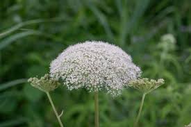 Attēlu rezultāti vaicājumam “Cicuta virosa flower”