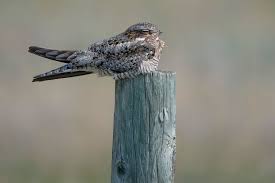 Image result for Chordeiles minor