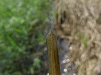 Attēlu rezultāti vaicājumam “Potamogeton compressus”