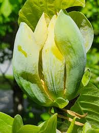 Attēlu rezultāti vaicājumam “Magnolia acuminata bud”