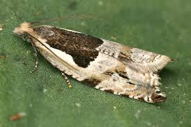 Attēlu rezultāti vaicājumam “Ancylis myrtillana”