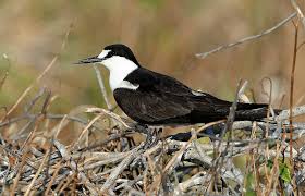 Image result for Onychoprion fuscatus