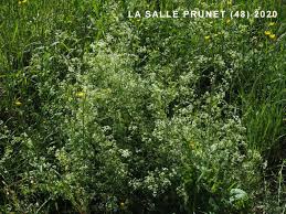 Attēlu rezultāti vaicājumam “Galium album fruit”