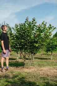 Attēlu rezultāti vaicājumam “Corylus avellana”