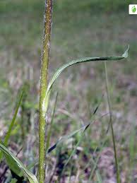 Attēlu rezultāti vaicājumam “Scorzonera humilis leaf”