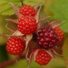 Attēlu rezultāti vaicājumam “Rubus nessensis fruit”