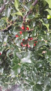 Attēlu rezultāti vaicājumam “Ilex x meserveae”