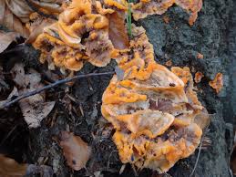 Attēlu rezultāti vaicājumam “Phlebia radiata”