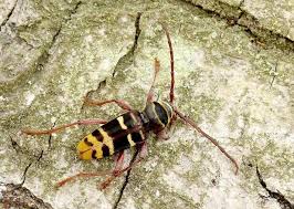 Attēlu rezultāti vaicājumam “Plagionotus detritus imago”