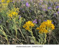Attēlu rezultāti vaicājumam “Jacobaea vulgaris flower”
