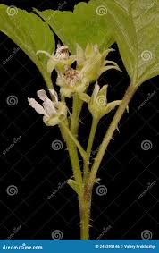 Attēlu rezultāti vaicājumam “Rubus saxatilis flower”