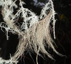 Attēlu rezultāti vaicājumam “Bryoria capillaris”