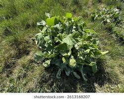 Attēlu rezultāti vaicājumam “Sinapis arvensis leaf”