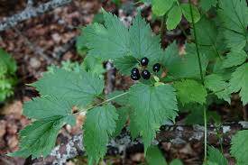 Attēlu rezultāti vaicājumam “Actaea spicata fruit”