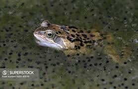 Attēlu rezultāti vaicājumam “Rana temporaria”