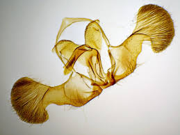 Attēlu rezultāti vaicājumam “Dichrorampha simpliciana”