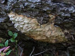 Attēlu rezultāti vaicājumam “Skeletocutis brevispora”