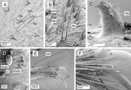 Attēlu rezultāti vaicājumam “Reduvius personatus”