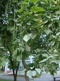 Attēlu rezultāti vaicājumam “Erysiphe galeopsidis”