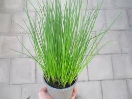 Image result for Schnittlauch