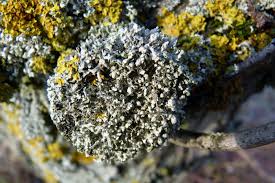 Attēlu rezultāti vaicājumam “Physcia adscendens”