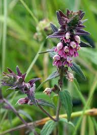 Attēlu rezultāti vaicājumam “Odontites vulgaris flower”