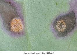 Attēlu rezultāti vaicājumam “Puccinia poarum”