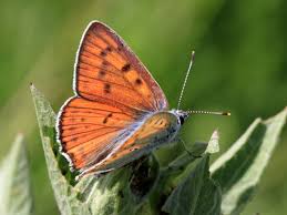 Attēlu rezultāti vaicājumam “Lycaena alciphron”
