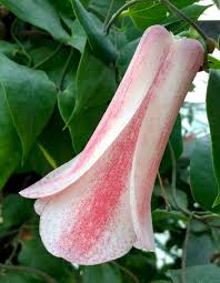 Attēlu rezultāti vaicājumam “xComagaria rosea  flower”