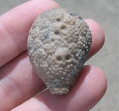 Attēlu rezultāti vaicājumam “Trechispora mollusca”